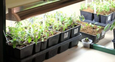 Denní hodiny potřebné pro sazenice rajčat a další doba osvětlení